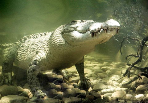 Pullman Reef Hotel Casino - Phillip Island Accommodation 17