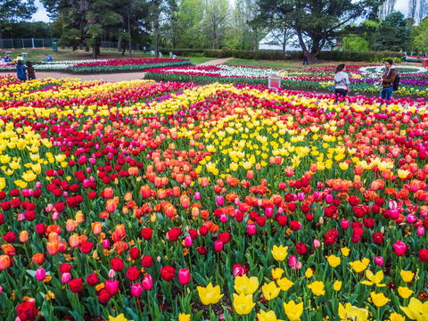 ALLARA CANBERRA - Phillip Island Accommodation 16