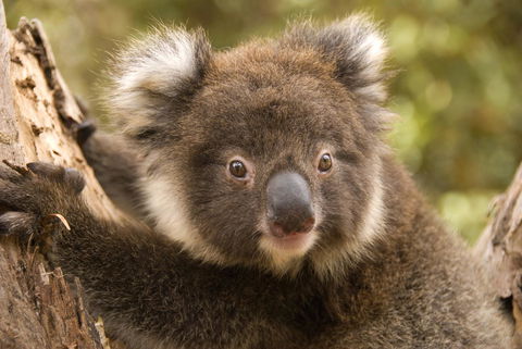 Kangaroo Island Seafront - Phillip Island Accommodation 39