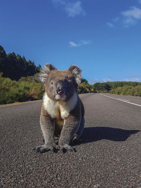 Kangaroo Island Seafront - Phillip Island Accommodation 14