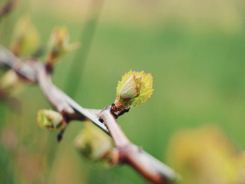 Lost In The Vines - Phillip Island Accommodation 16