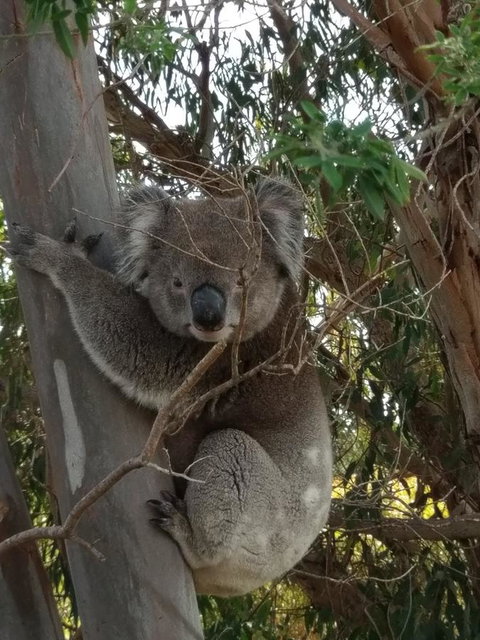 Lost In The Vines - Phillip Island Accommodation 29