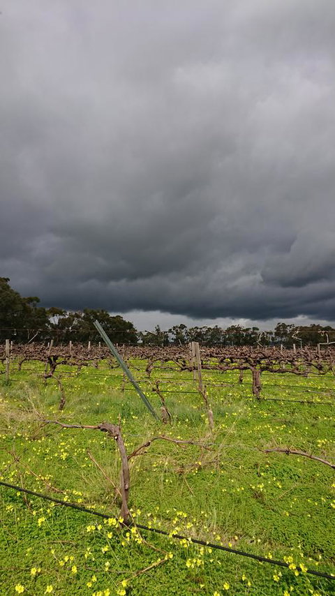 Lost In The Vines - Phillip Island Accommodation 27