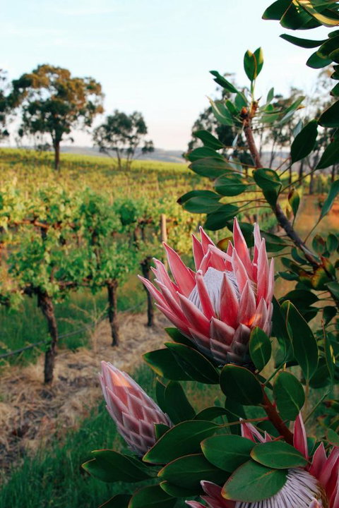 Lost In The Vines - Phillip Island Accommodation 14