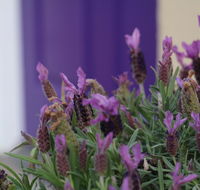 The Purple Door on Seaview - Phillip Island Accommodation