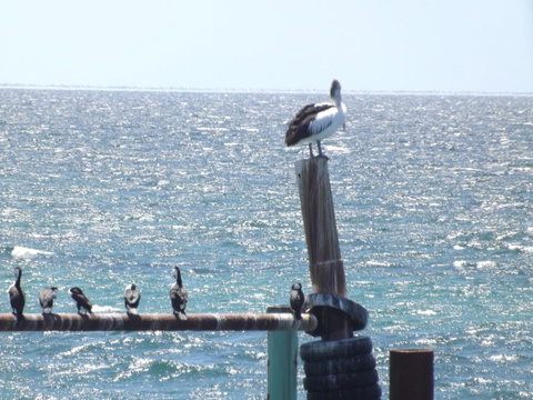 Home On Torrens - Phillip Island Accommodation 10