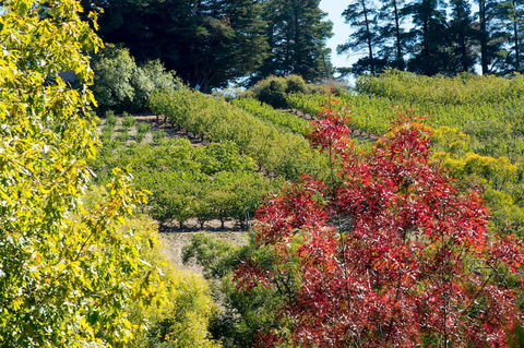 The Manor Basket Range - Phillip Island Accommodation 16