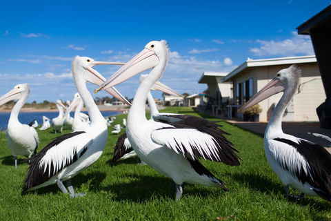 Modra\'s Apartments - Phillip Island Accommodation 13