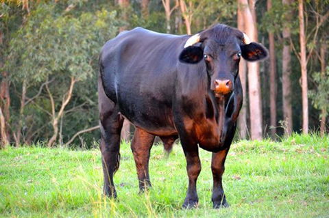 SummerHills Retreat Byron Bay - Phillip Island Accommodation 38