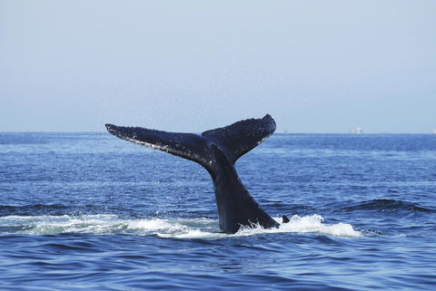 SummerHills Retreat Byron Bay - Phillip Island Accommodation 30