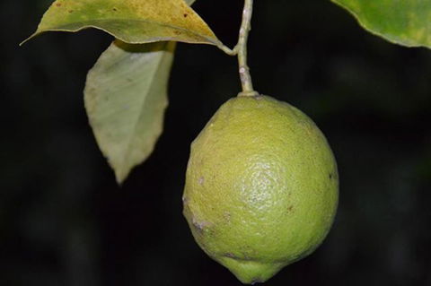 SummerHills Retreat Byron Bay - Phillip Island Accommodation 34