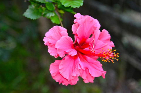 SummerHills Retreat Byron Bay - Phillip Island Accommodation 35