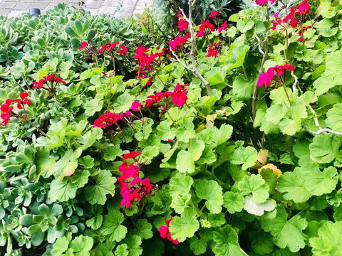 Stunning House With Beautiful Entertainment Area!! - Phillip Island Accommodation 14