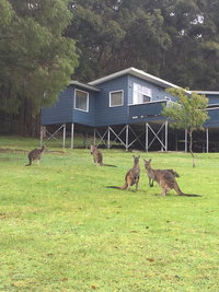 Book Denmark Accommodation Vacations Phillip Island Accommodation Phillip Island Accommodation