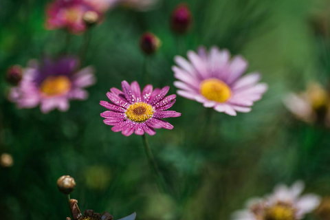 The Floating Forest - Phillip Island Accommodation 29