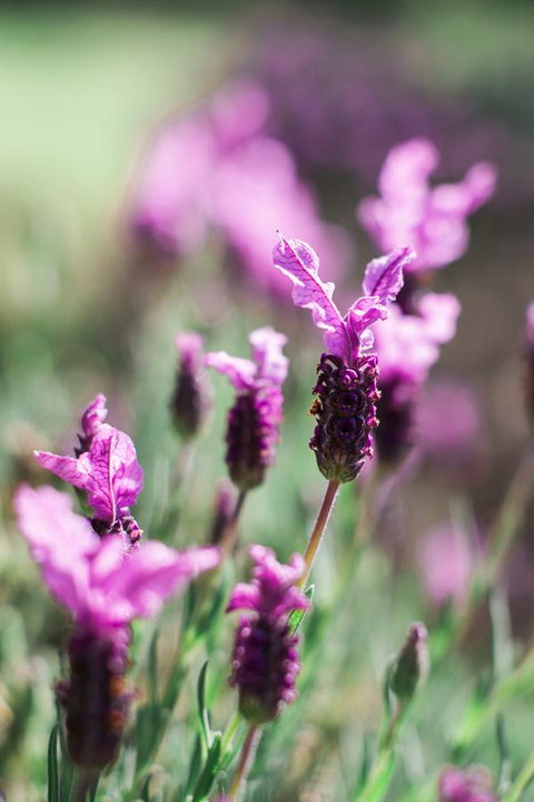 The Floating Forest - Phillip Island Accommodation 31