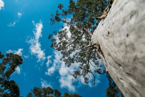 The Floating Forest - Phillip Island Accommodation 36
