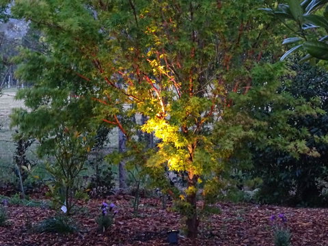 Romanz In The Valley (Luxury B&B) - Phillip Island Accommodation 30