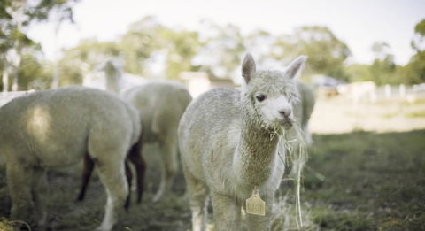 The Woods Farm Jervis Bay - Phillip Island Accommodation 12
