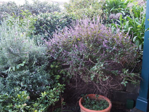 Bellevue Accommodation - Phillip Island Accommodation 24