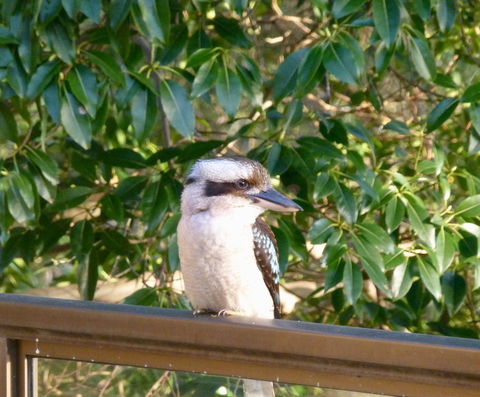 The Retreat At Palm Beach - Phillip Island Accommodation 18