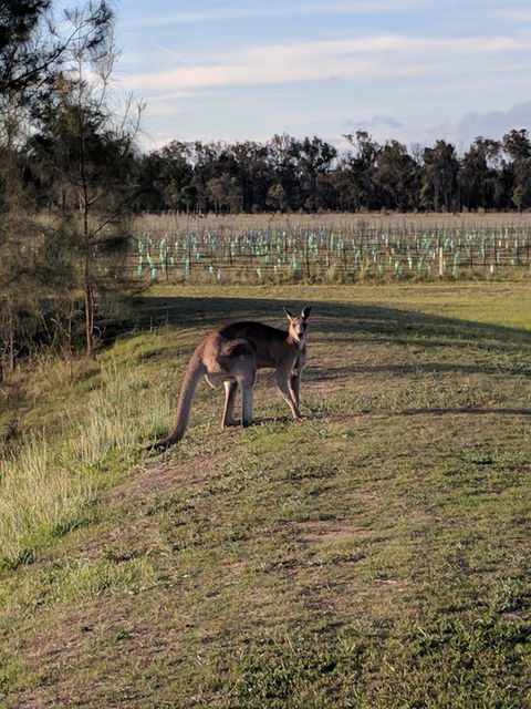 Madigan Wine Country Cottages - Phillip Island Accommodation 7