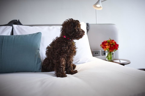 Hotel Indigo Sydney Potts Point, An IHG Hotel - Phillip Island Accommodation 28