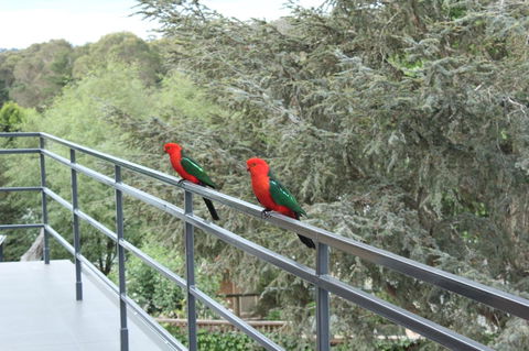 Bundanoon Lodge - Phillip Island Accommodation 7