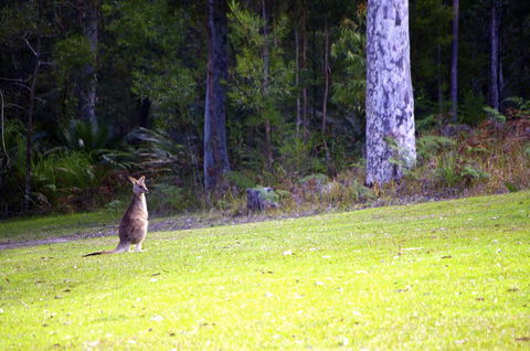 Jackson Ranch By Bannisters - Phillip Island Accommodation 31