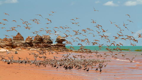 Broome Bird Observatory - Phillip Island Accommodation 1