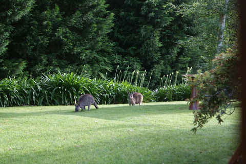 Bundanoon @2578 - Phillip Island Accommodation 0