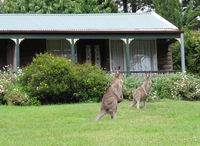 Book Mount Victoria Accommodation Vacations Phillip Island Accommodation Phillip Island Accommodation