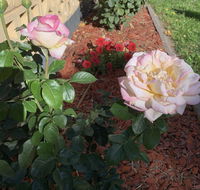 Central Tranquility - Phillip Island Accommodation