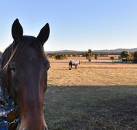 Clydesdale Cottage on Talga with real Clydesdale Horses - Phillip Island Accommodation