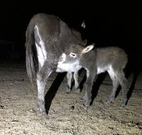 Donkey Tales Farm Cottages - Phillip Island Accommodation