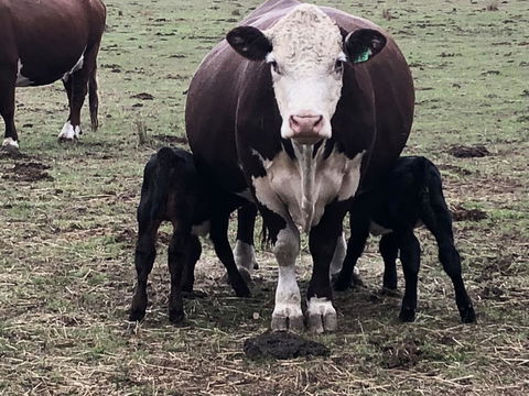 Jackaleah Farm Stay - Phillip Island Accommodation 3