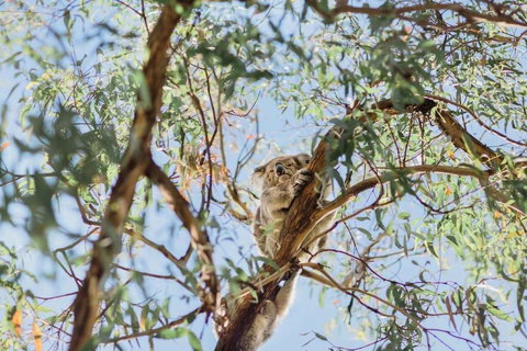 Jetty Views - Water Views On Raymond Island - Phillip Island Accommodation 2