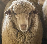 Mascot Cottage - Pet Friendly and Complimentary Breakfast Hamper - Phillip Island Accommodation