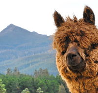 Maydena Mountain Cabins