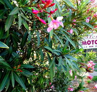 Mercury motor inn - Phillip Island Accommodation