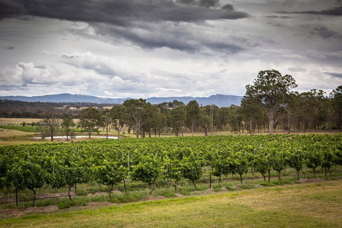 Molly Morgan Vineyard - Phillip Island Accommodation 2