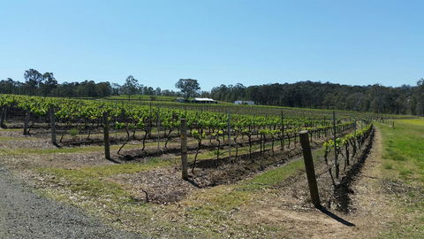 Molly Morgan Vineyard - Phillip Island Accommodation 3