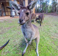 Yelverton Brook Eco Spa Retreat  Conservation Sanctuary - Phillip Island Accommodation