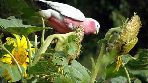 Bentwood Olive Grove Accommodation - Phillip Island Accommodation 19