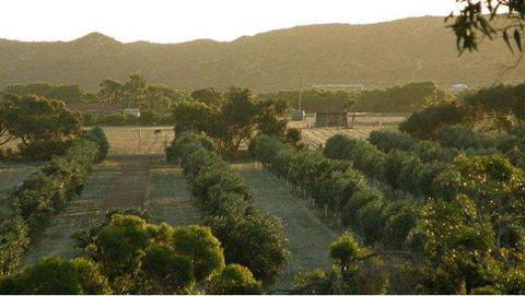 Bentwood Olive Grove Accommodation - Phillip Island Accommodation 24