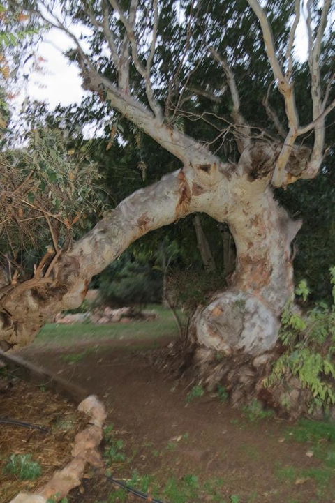 Bentwood Olive Grove Accommodation - Phillip Island Accommodation 22