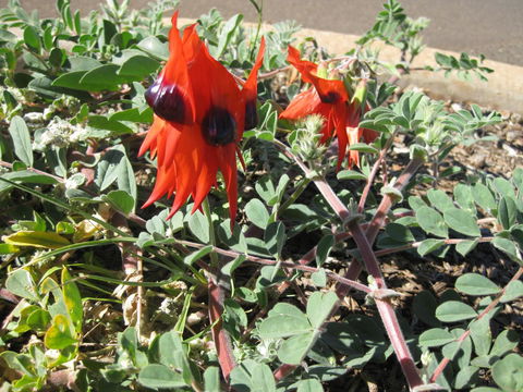 Meekatharra Accommodation Centre - Phillip Island Accommodation 17
