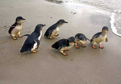 Bicheno Cabin Park - Phillip Island Accommodation 13