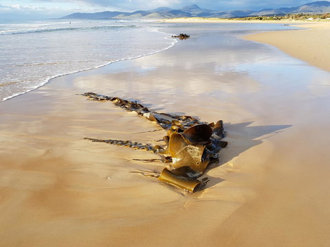 Blue Seas Holiday Villas - Phillip Island Accommodation 11