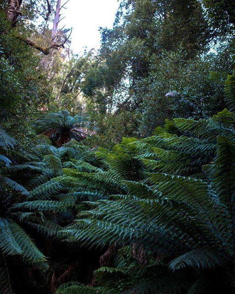 Maydena Chalet - Phillip Island Accommodation 42